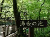 青森縣十二湖青池絕美㊙️境🤩🤩🤩