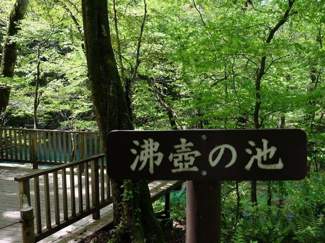 青森縣十二湖青池絕美㊙️境🤩🤩🤩