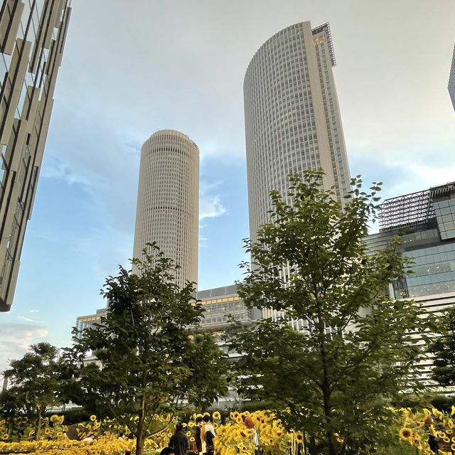 名古屋　大名古屋ビルのひまわり畑