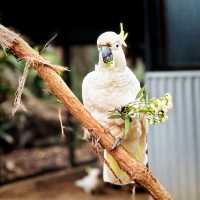 The Steve Irwin Zoo - A Great Family Time