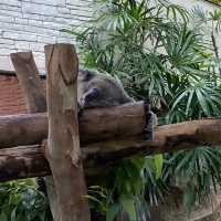 one day in chiang mai 🐼
