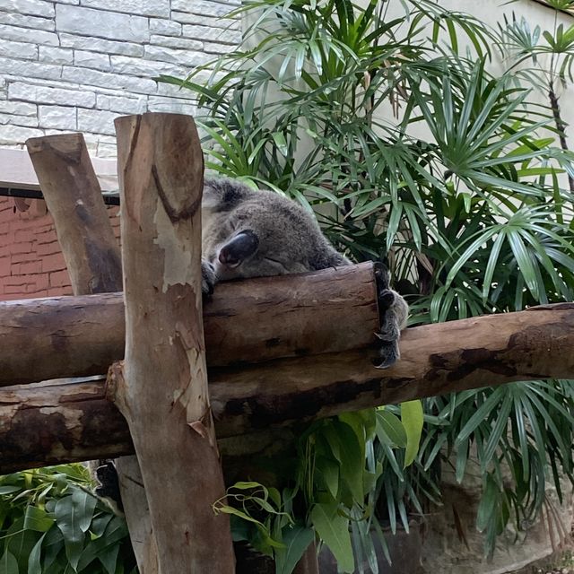 one day in chiang mai 🐼