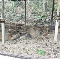 อุทยานแห่งชาติไม้กลายเป็นหิน 