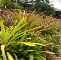 Saudagar Nanas Agrofarm, lokasi menarik!