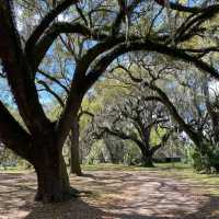 New Orleans City Park 