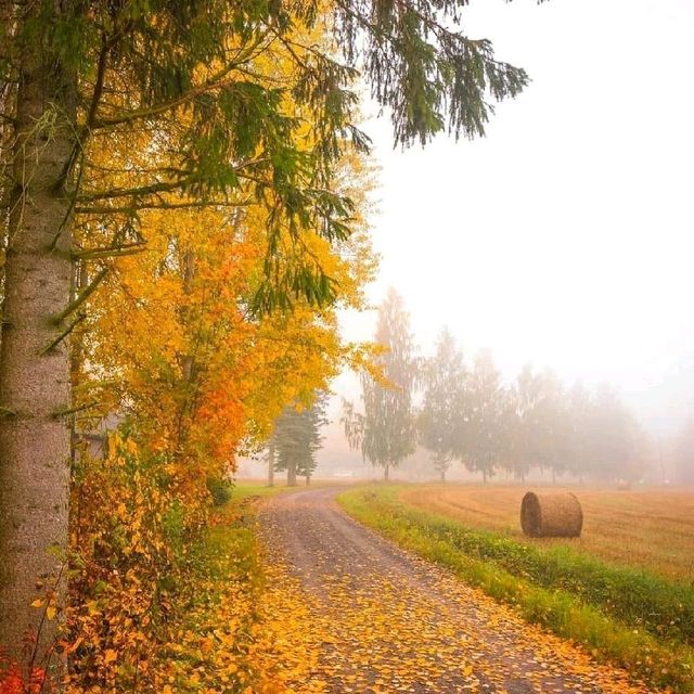 FINLAND IS A BIRDWATCHER’S PARADISE