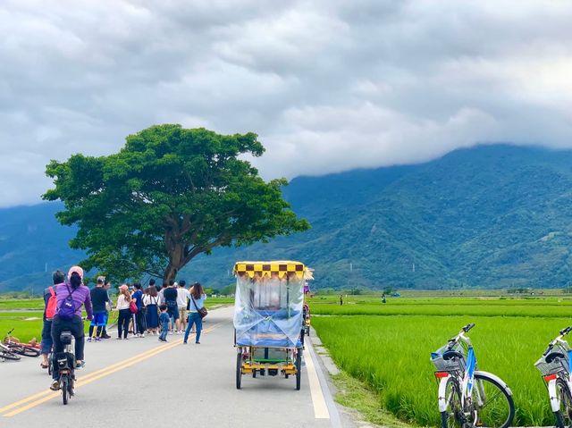 花蓮熱門旅遊景點｜伯朗大道，和我一起騎腳踏車兜風吧🤩