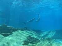 Underwater Theme Park, S.E.A Aquarium SG