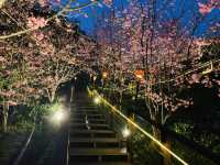 阿里山石棹步道群-櫻之道