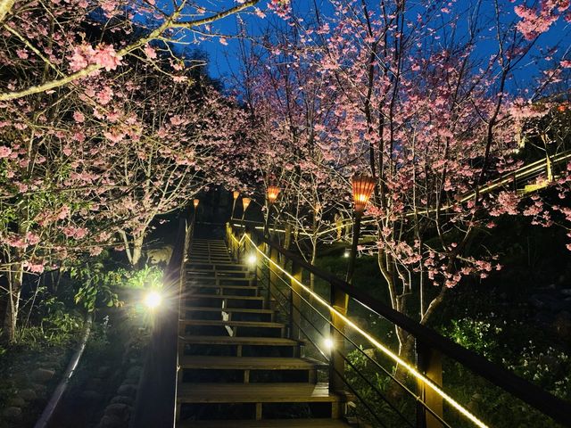 阿里山石棹步道群-櫻之道