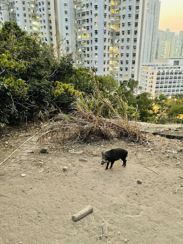 人氣大電視 | 歌連臣角探射燈碉堡 