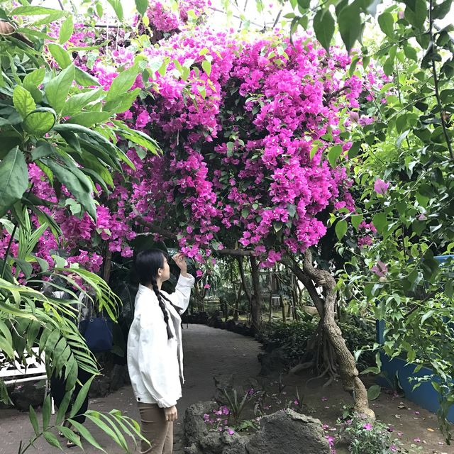 다채로운 볼거리를 가진 이곳! 제주 ‘한림공원’