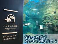 【京都】『京都水族館』名物、「ペンギン相関図」！