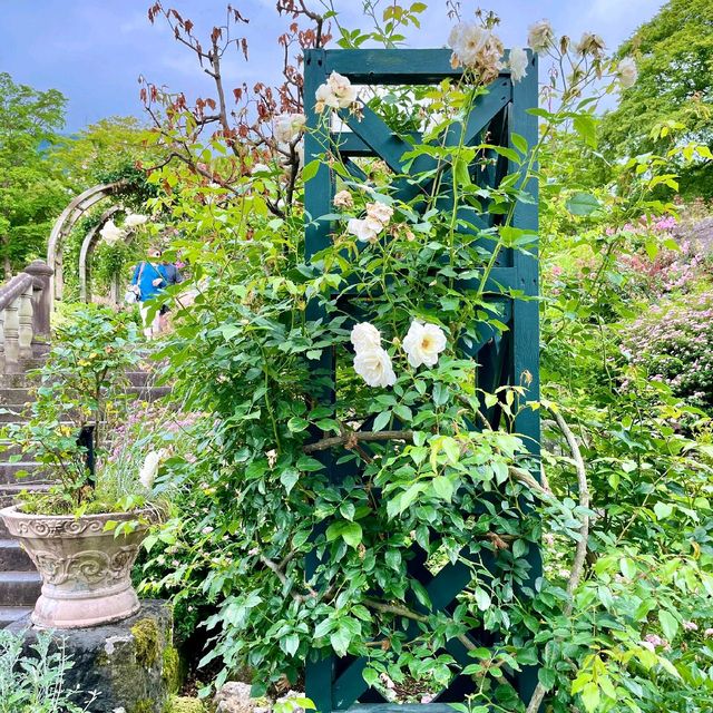 強羅公園の紫陽花と薔薇