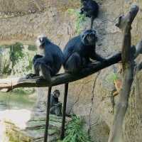 amazing zoo park in bali 