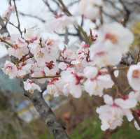 พาชมดอกซากุระบาน ที่ Yeouido Park 