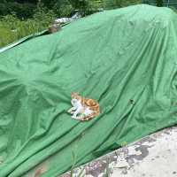 서울 계곡 추천 :진관사 계곡💚
