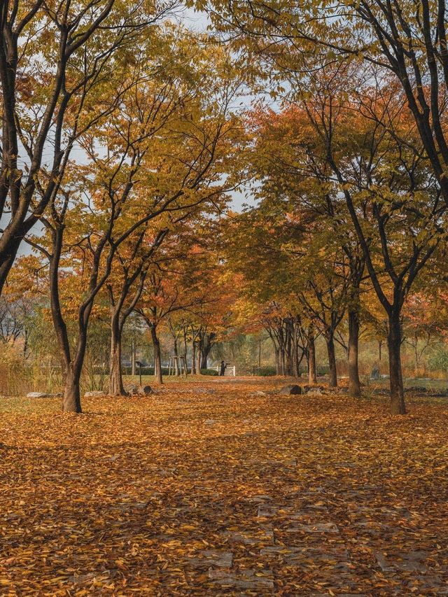 인천에서 가을하면 이곳! ’인천대공원‘