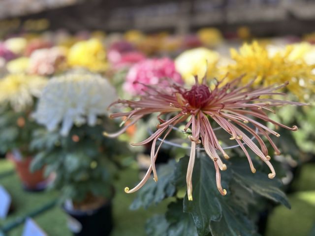 【太宰府天満宮】大菊華展🪷