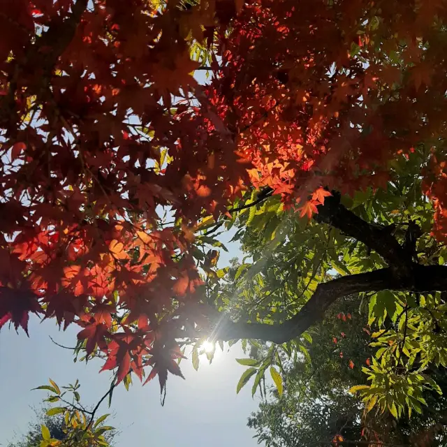 大阪の紅葉スポットといえばここ！🍁