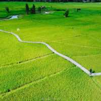 ทุ่งนา สะพานไม้ ใบเสมาหินโบราณ เต่างอย สกลนคร