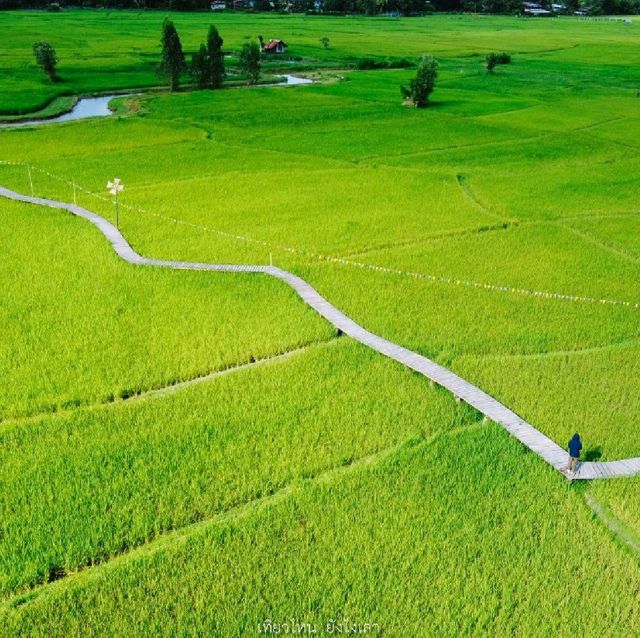ทุ่งนา สะพานไม้ ใบเสมาหินโบราณ เต่างอย สกลนคร