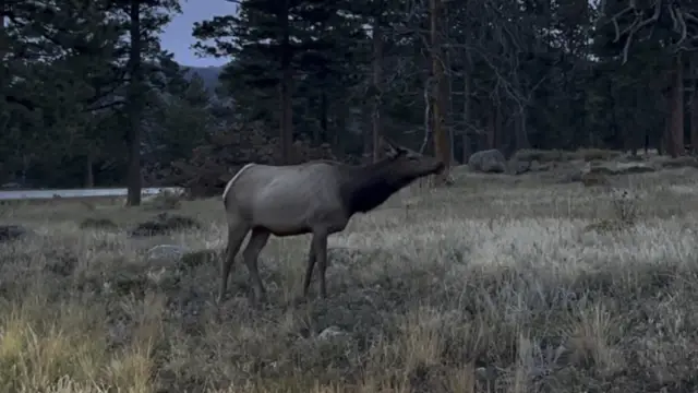 Animal encounters in Rocky Mountain NP