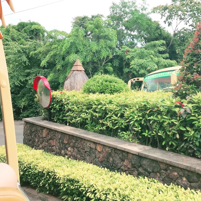 Tropical paradise forest  #Sanya 