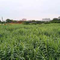 Guanlan Wetland Flower Park