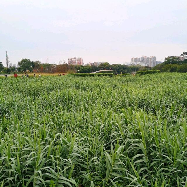 Guanlan Wetland Flower Park