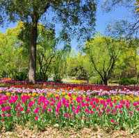 Tulip Paradise in Shanghai
