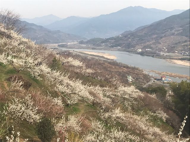 섬진강 매화마을