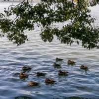 Enchanting West Lake in Hangzhou