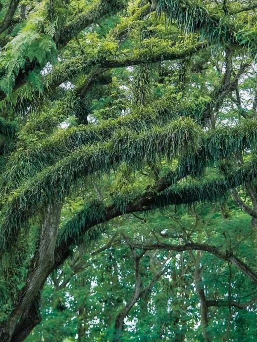 Went to Java and found the real-life "Lord of the Rings" forest.