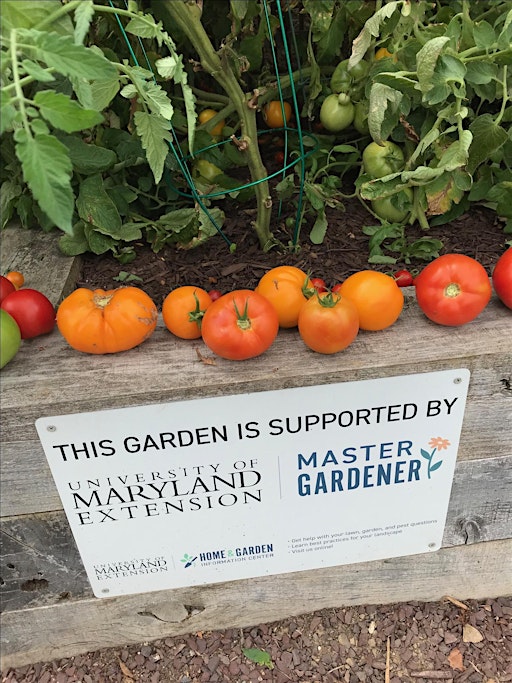 Master Gardeners Spring Grow It, Eat It Series 2025 - Tomatoes Galore! | Carroll County Extension Office