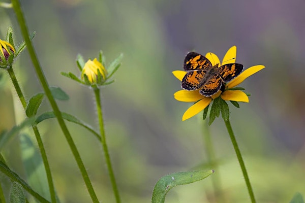 Befriending Bees, Butterflies & Beneficial Bugs | Bedrock Gardens