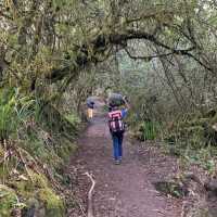 Hiking up Kilimanjaro 