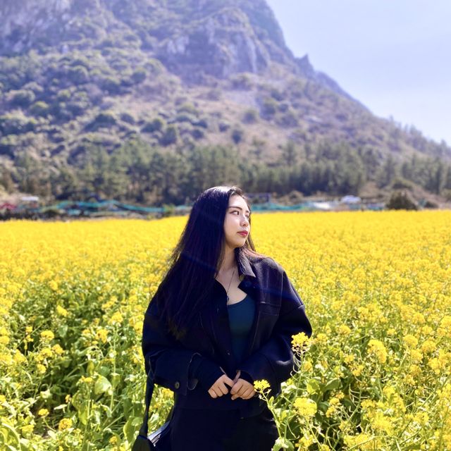 2월에 가기좋은, 제주 산방산 유채꽃밭🌼