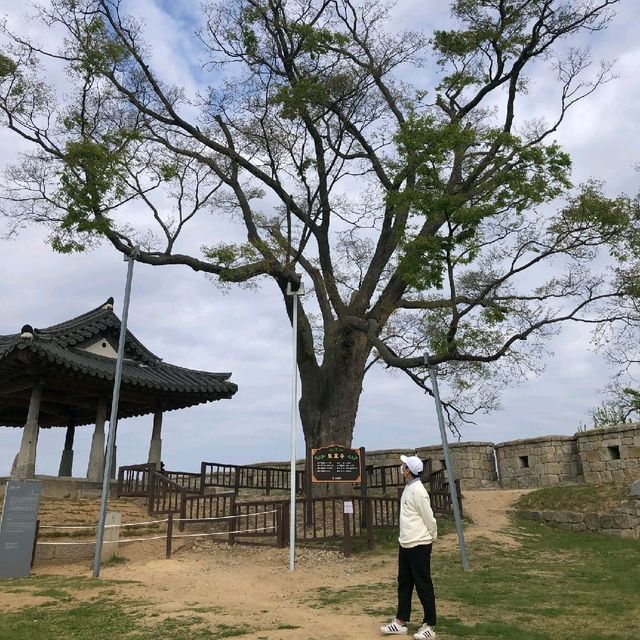 💙 인천 강화도 연미정: 북한이 코앞이라고?!