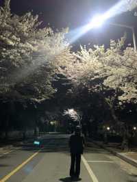 [대구] 밤 벚꽃은 또 다른 느낌이지 🌸🖤