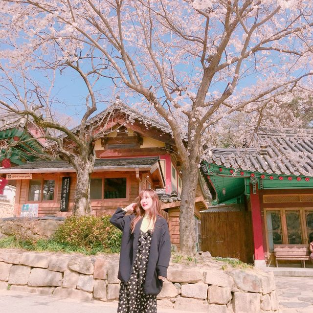 숨겨진 벚꽃 명소, 김해민속박물관