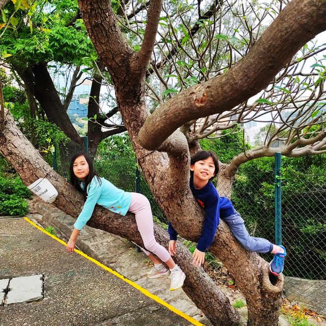 ✨訊號山花園✨｜尖沙咀清幽秘境+特色打卡紅磚訊號塔+涼亭賞花睇180度維港海景