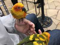 【東京】100羽の鳥ちゃん達と触れ合える