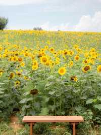 🌹라비앙로즈 꽃구경 : 해바라기 천국 안성팜랜드! 🌻