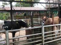AUDI DREAM FARM (Balik Pulau)