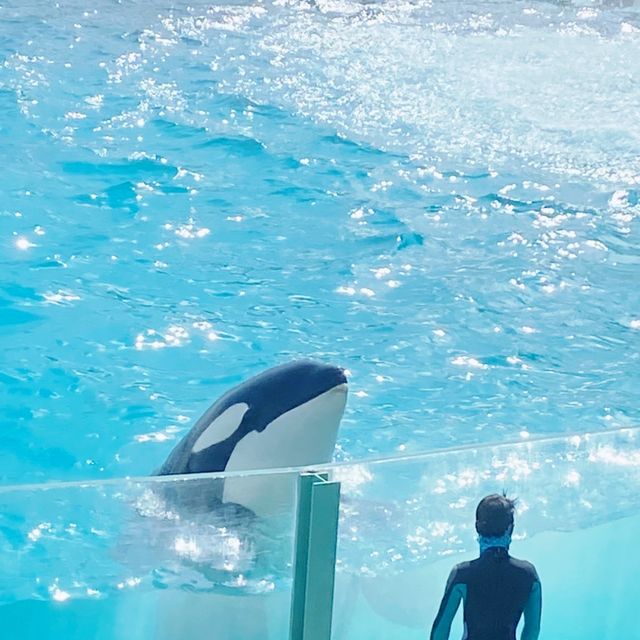 鴨川シーワールドといえば…？