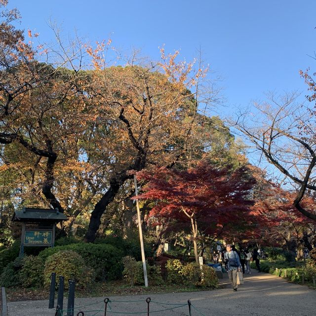 紅葉の上野公園はとても綺麗！