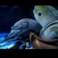 The Jelly Fish and Deep Ocean Marine Life