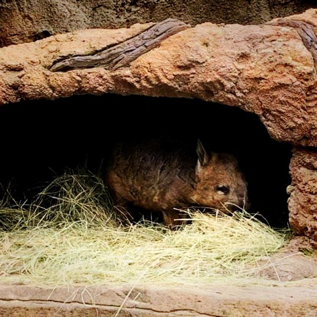 The Melbourne Zoo Located Near The City