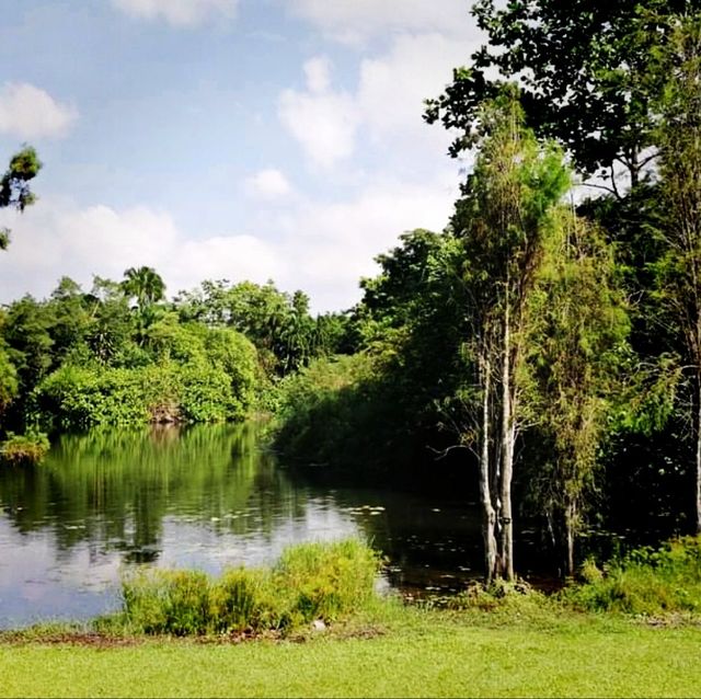The Singapore Botanic Gardens